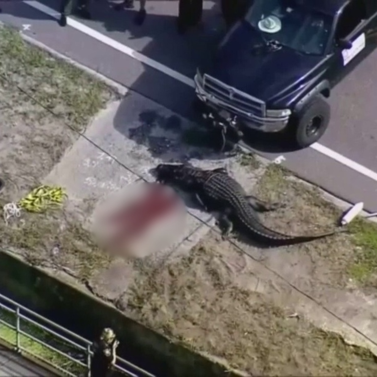  Cadáver de mulher sendo carregado na boca de crocodilo de 4 metros 