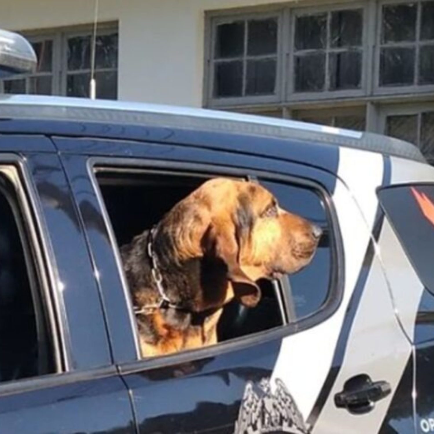  cães policiais para adoção 