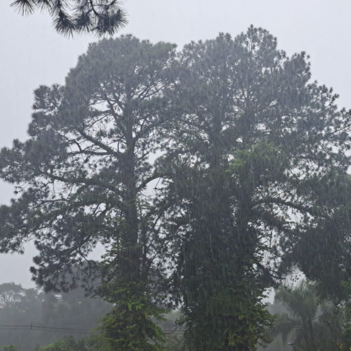  ciclone rio grande do sul 