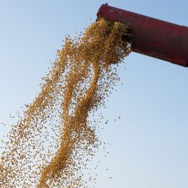 Calor intenso e falta de chuvas desafiam plantio de soja no Brasil