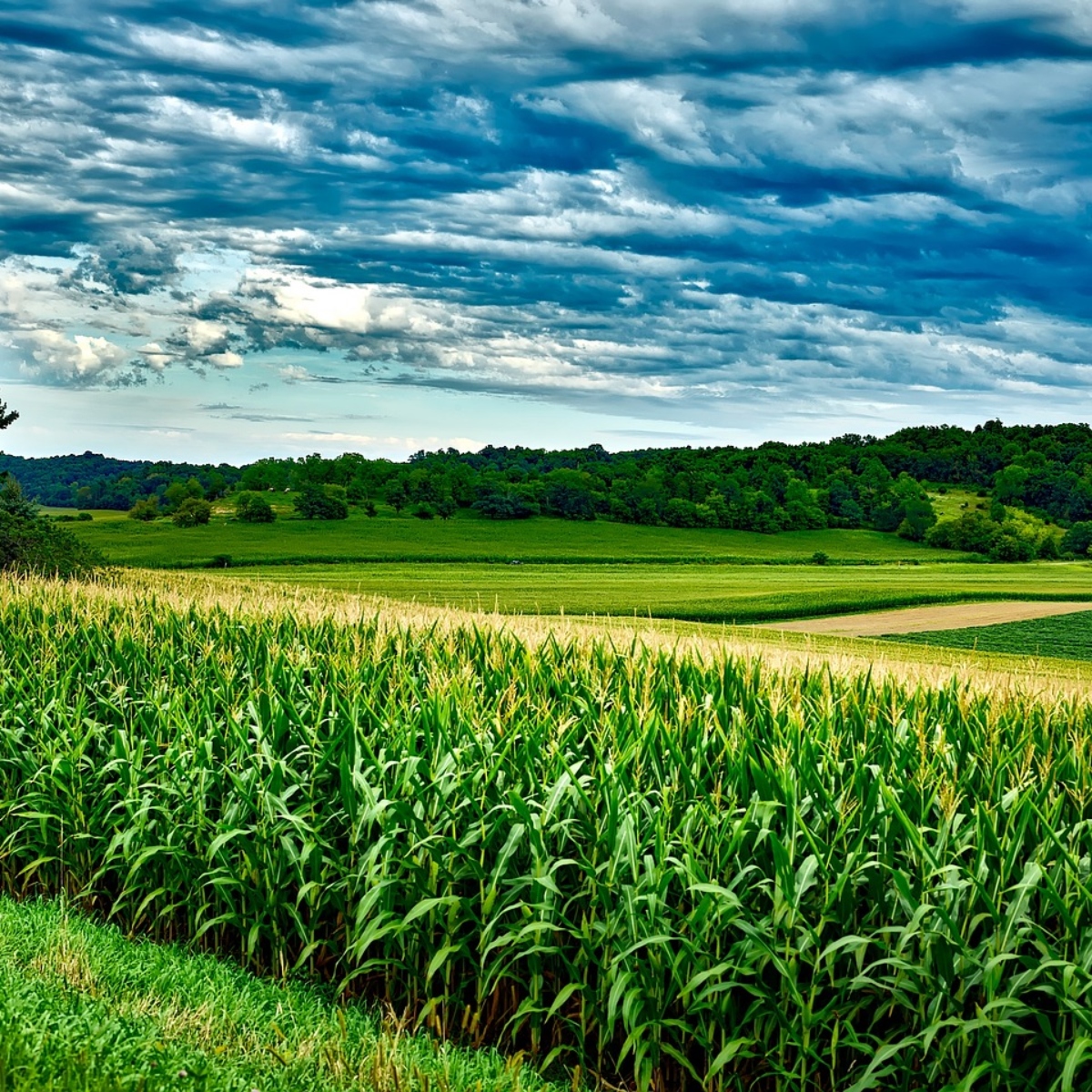  Agricultura 