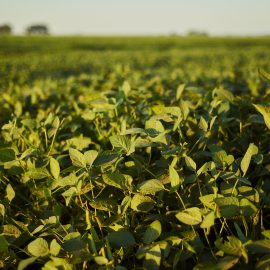 Abiove vê alta de 9% na capacidade de processamento de oleaginosas no Brasil em 2024