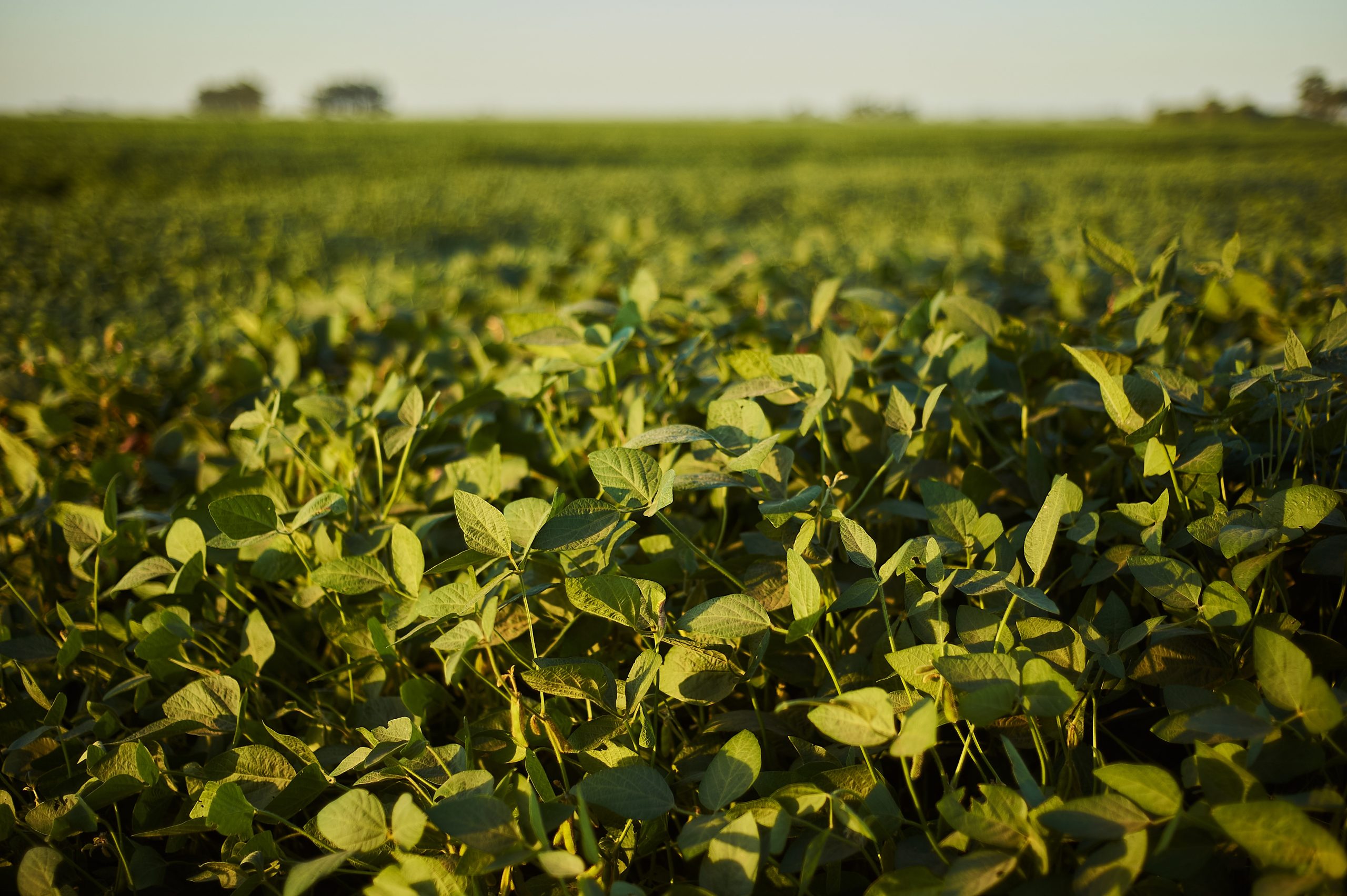  Abiove vê alta de 9% na capacidade de processamento de oleaginosas no Brasil em 2024 