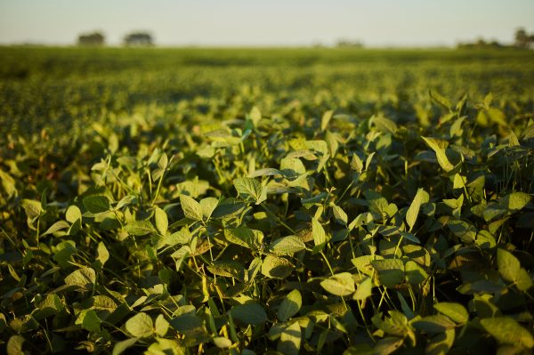 Calor intenso e falta de chuvas desafiam plantio de soja no Brasil