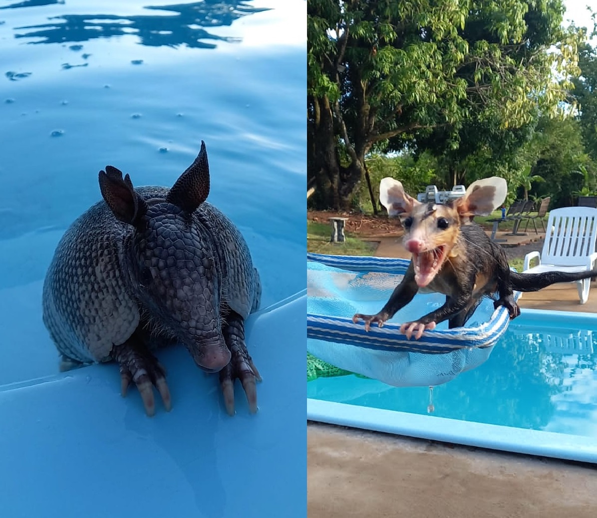 gambá e tatu na piscina