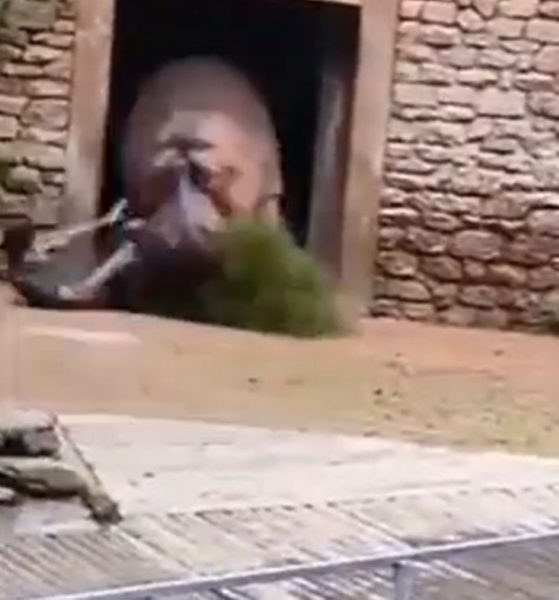 hipopotamo-ataca-cuidador-zoologico