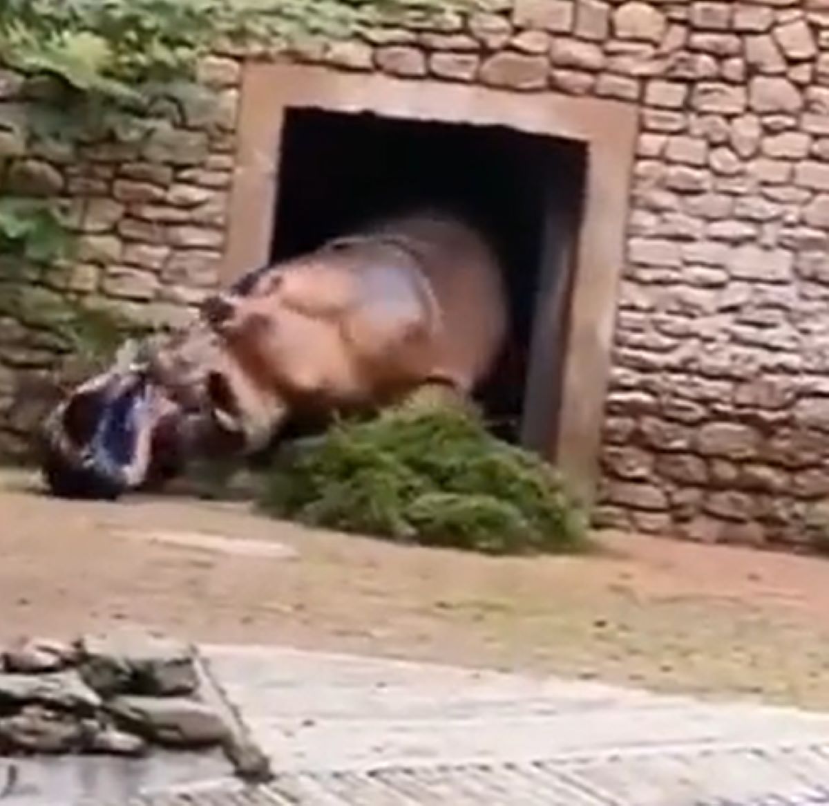  hipopotamo-ataca-cuidador 