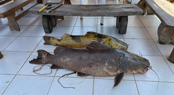 homem pesca peixe de 90 kg no Rio Ivaí e é preso 5