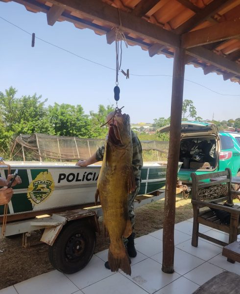 homem pesca peixe de 90 kg no Rio Ivaí e é preso 5