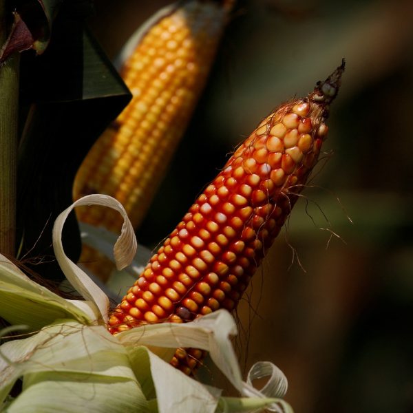 expectativa da safra de milho é reduzida