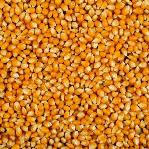 aumento da saffra de milho impacta mercado