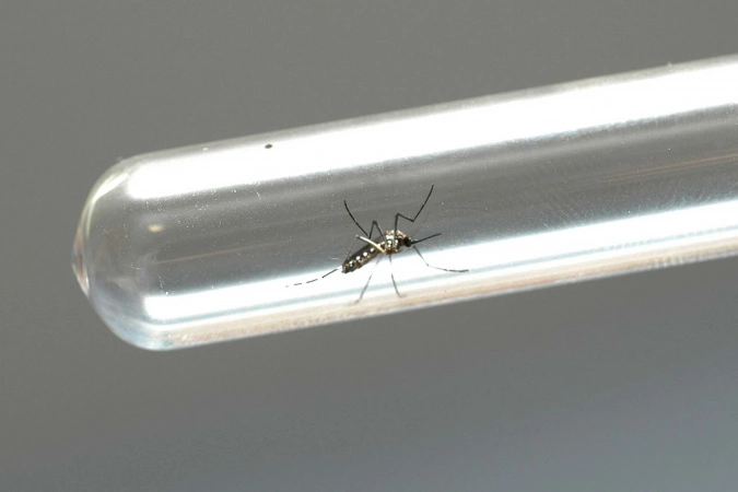  MosquitoAedesAegypti 