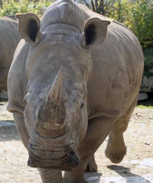 mulher-rinoceronte