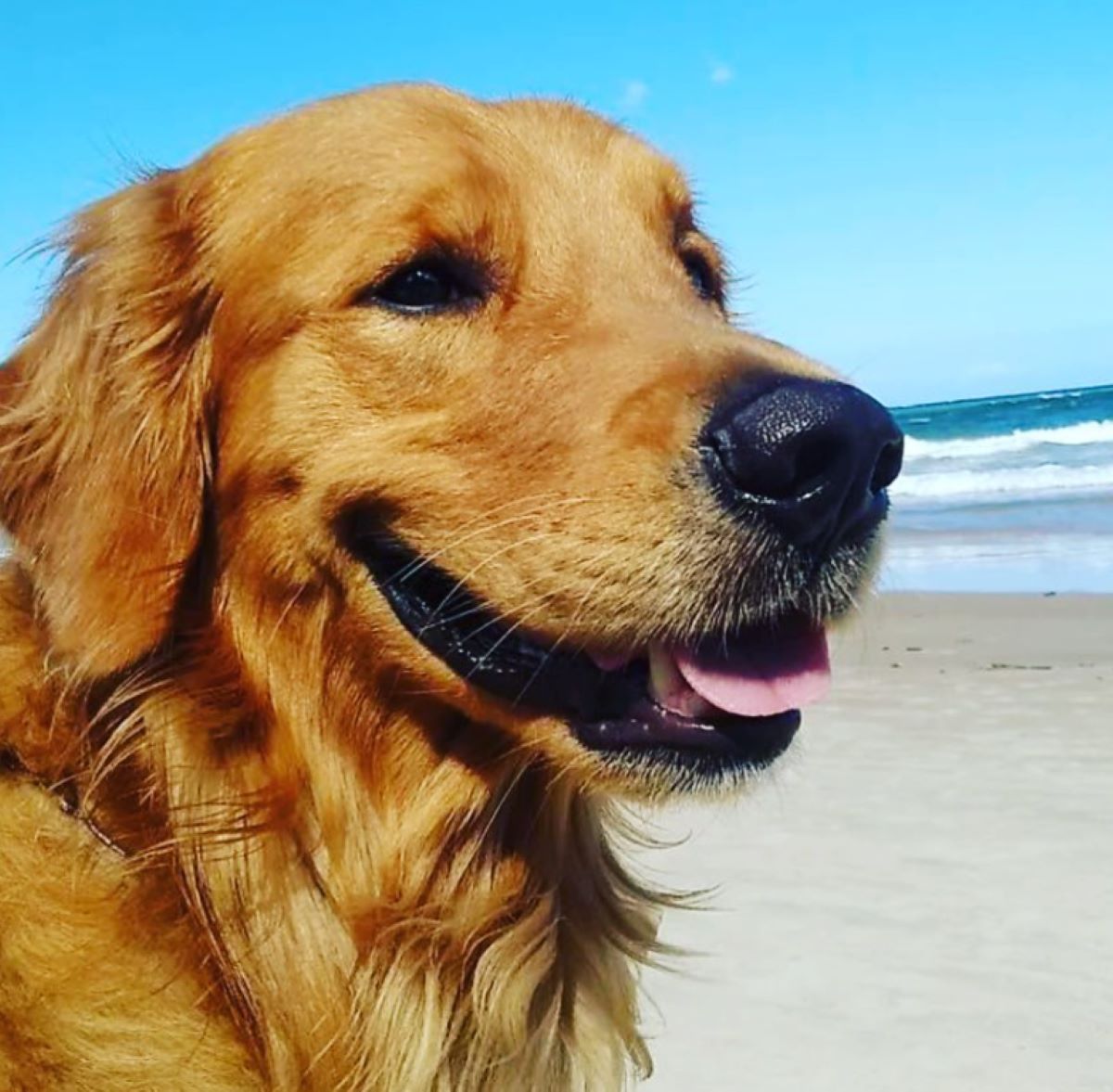  policial-mata-cachorro-tiros-praia 