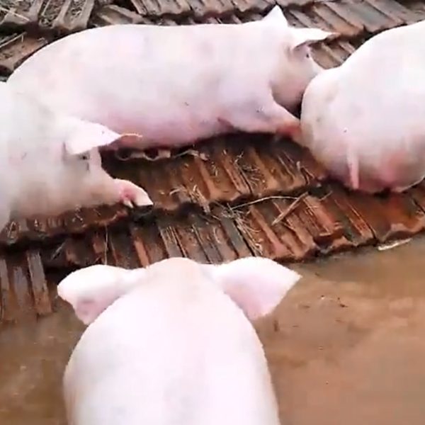 Ciclone no Rio Grande do Sul: Porcos se abrigam em telhado de casa; veja vídeo