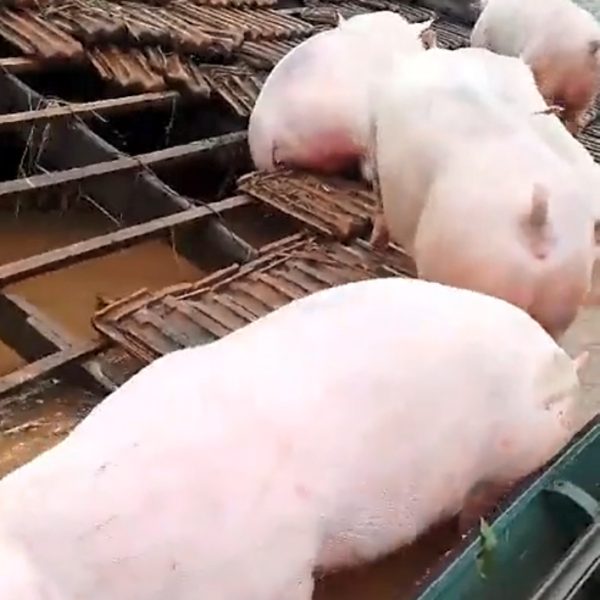 Ciclone no Rio Grande do Sul: Porcos se abrigam em telhado de casa; veja vídeo