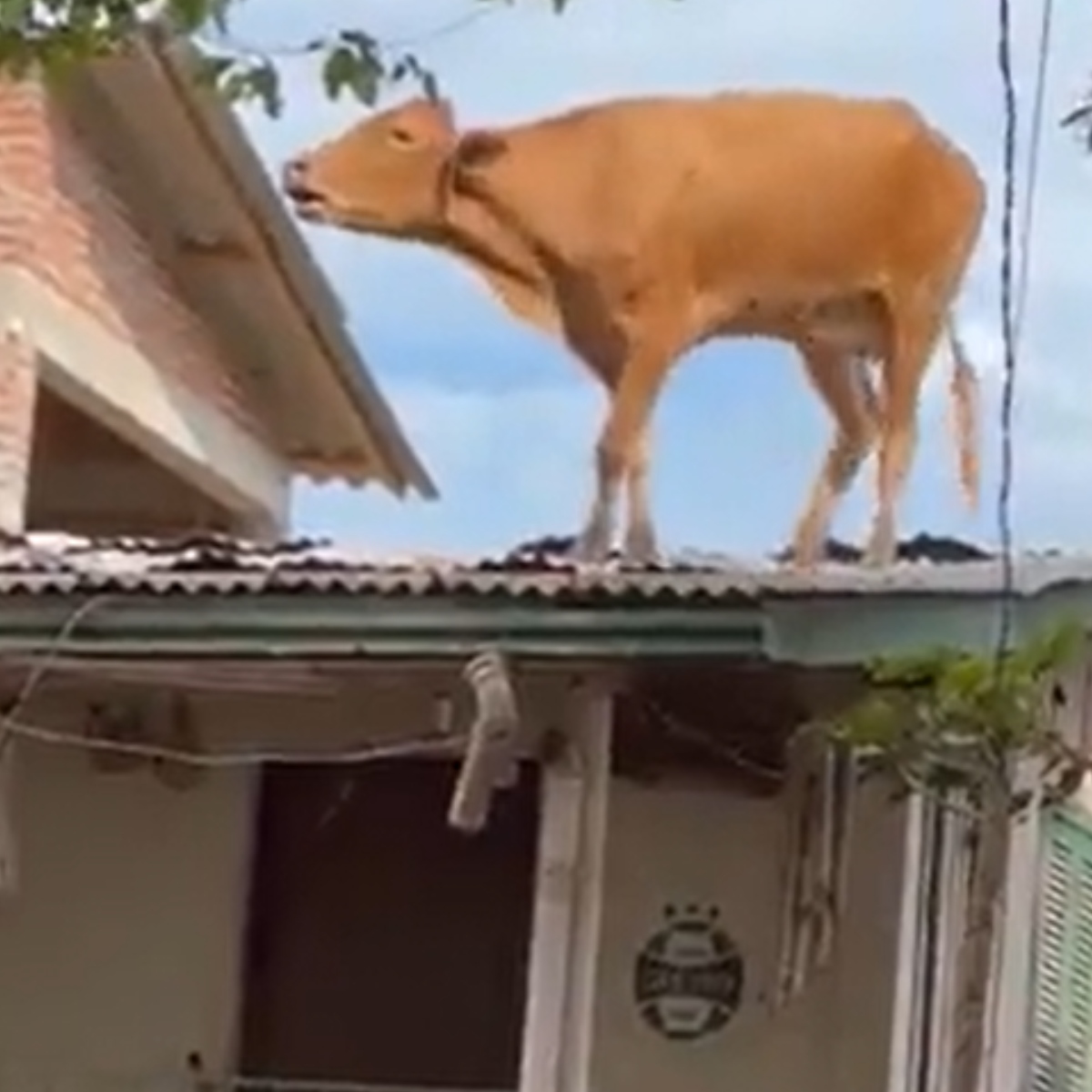  vaca-telhado 