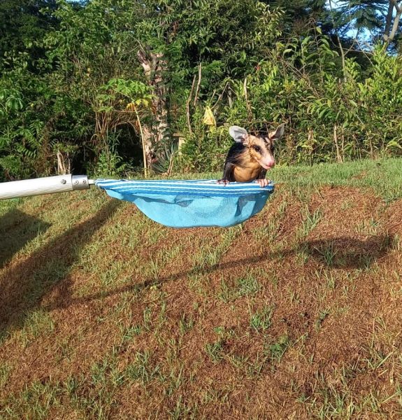 tatus são flagrados por moradora tomando banho de piscina no Paraná