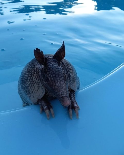 tatus são flagrados por moradora tomando banho de piscina no Paraná