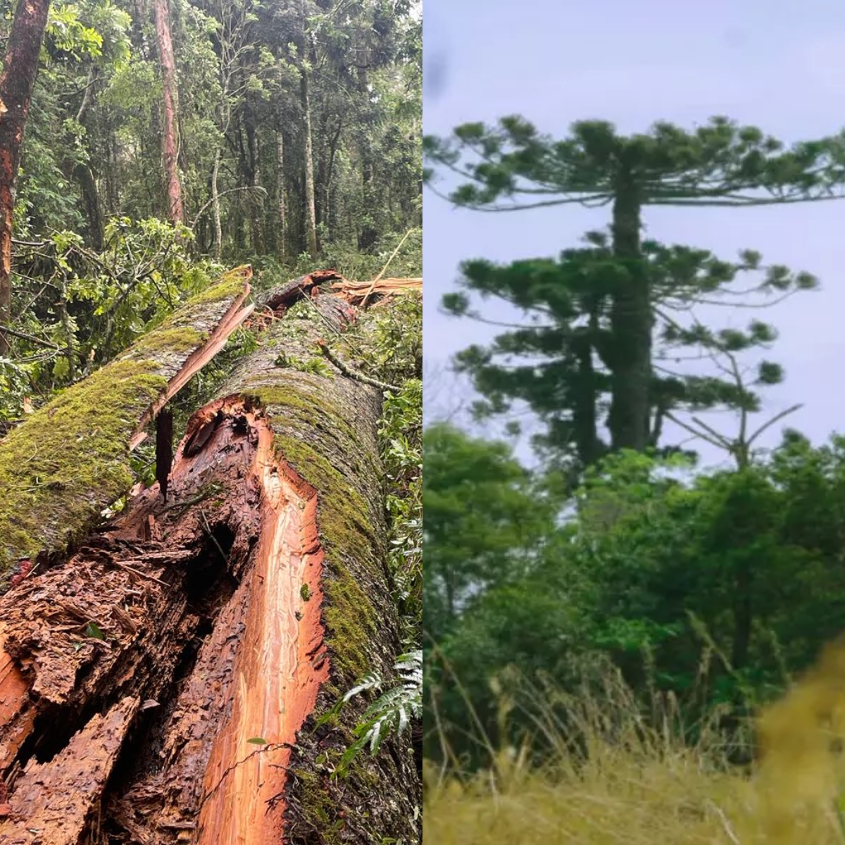  maior araucária do paraná ventos 50 km/h 