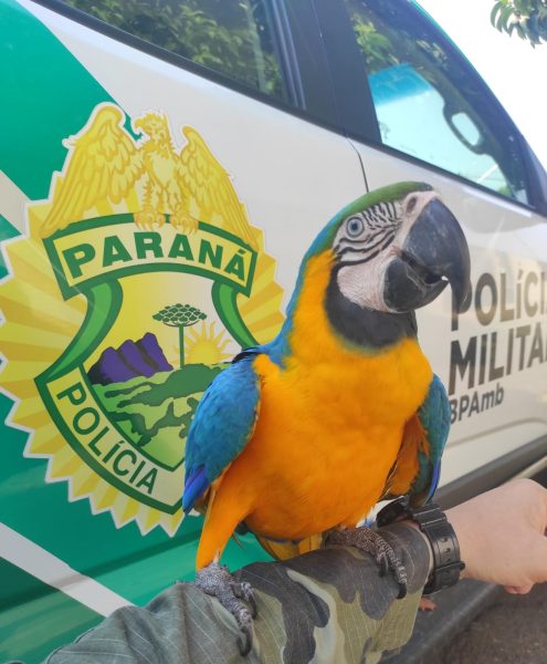 Arara ameaçada de extinção é resgatada de cativeiro no Paraná 2