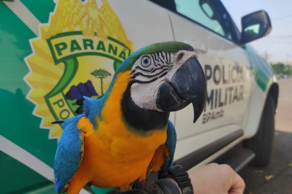 Arara ameaçada de extinção é resgatada de cativeiro no Paraná