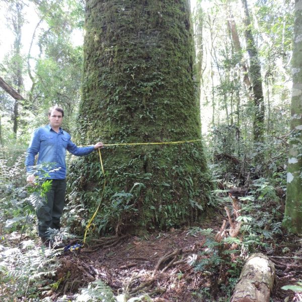 maiores árvores do sul do país