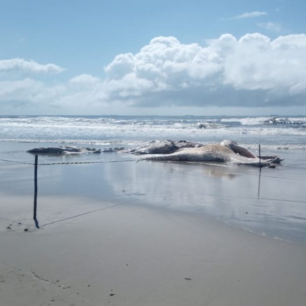 baleia morta em Pontal do Paraná - Praia de Leste