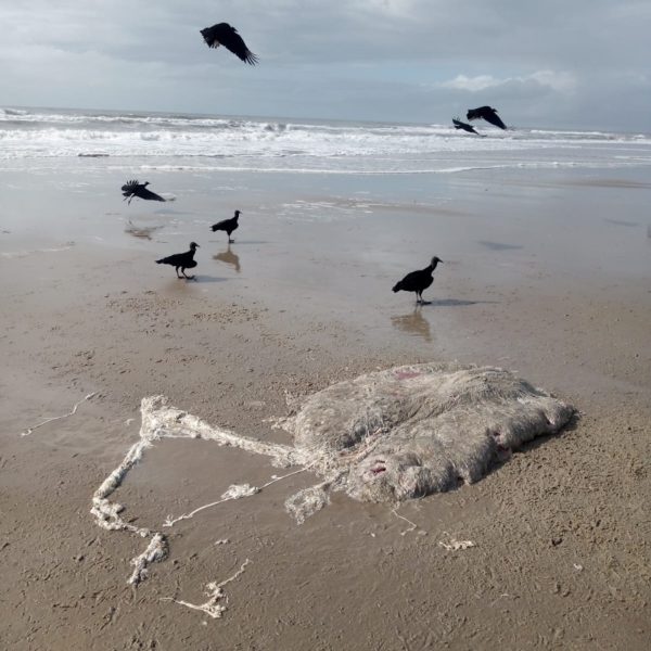 baleia morta em Pontal do Paraná - Praia de Leste