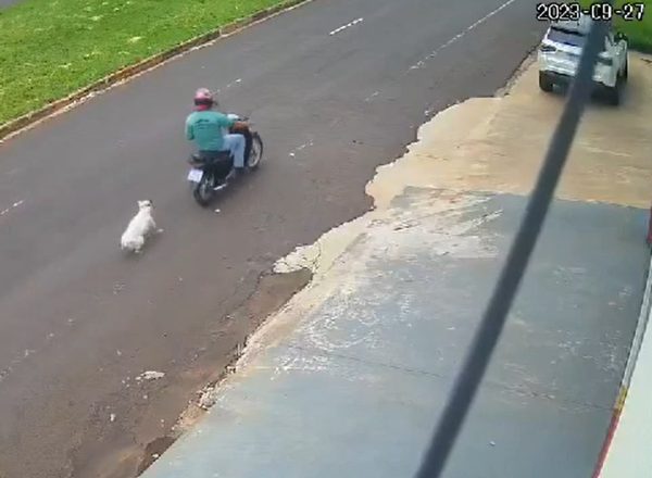 Cachorro é arrastado por motociclista e polícia investiga maus-tratos; vídeo
