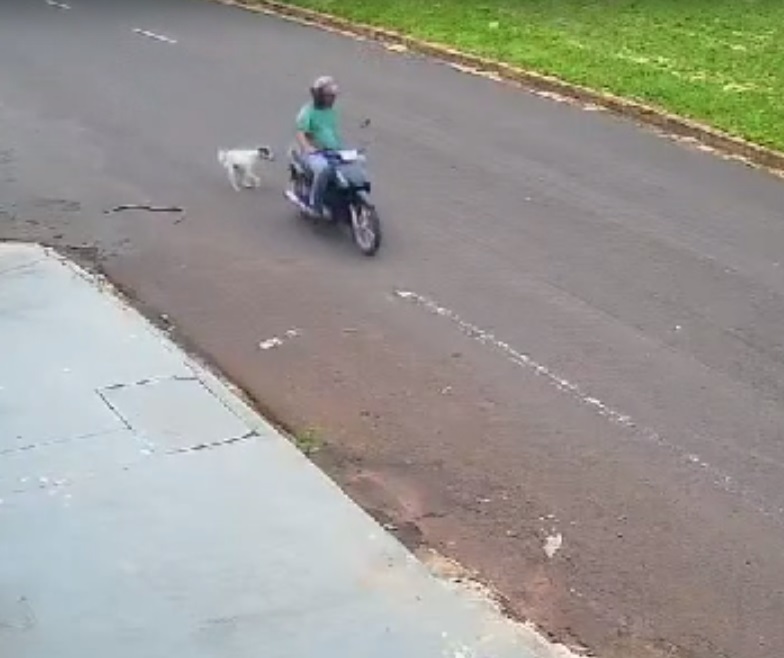  Cachorro é arrastado por motociclista e polícia investiga maus-tratos; vídeo 