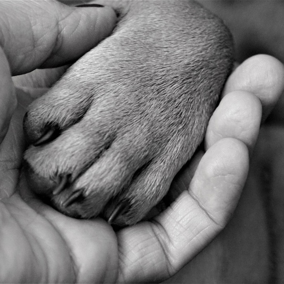  suspeito atear fogo e matar cachorro 