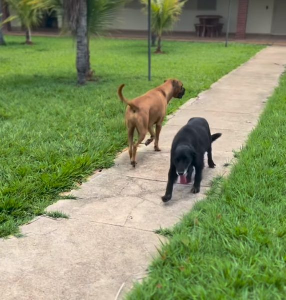 A história viralizou após o cantor sertanejo ajudar no tratamento e adotar o animal.