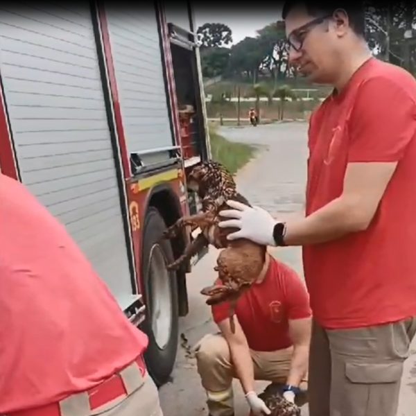 Três filhotes de cachorro são resgatados após caírem em buraco de obra