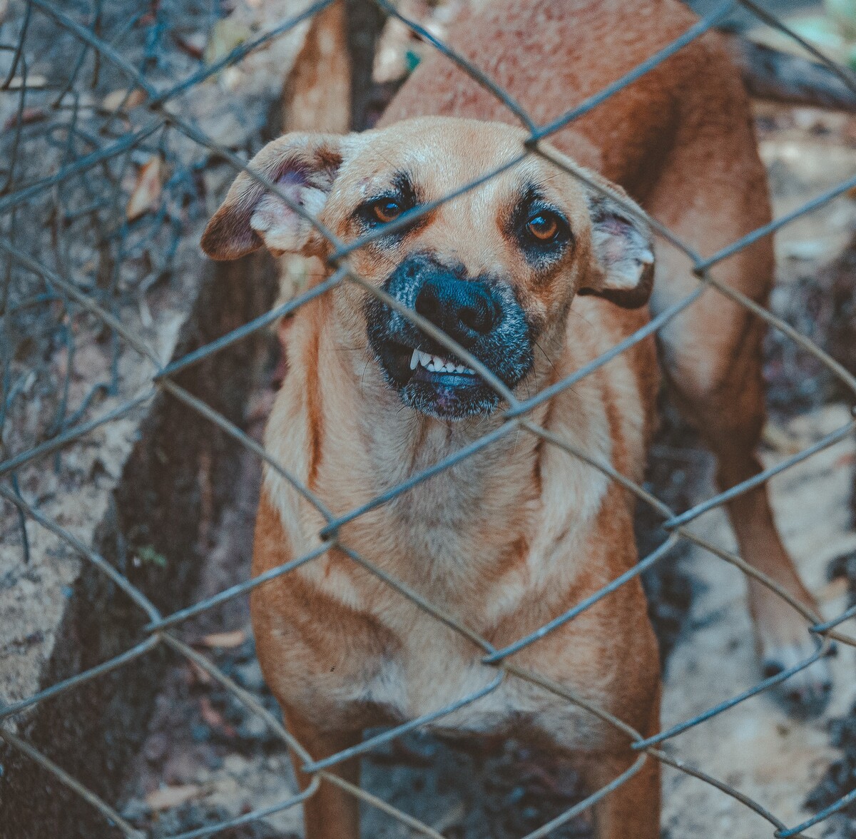  cachorro 