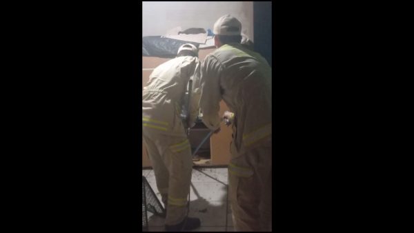 Morador encontra cobra dentro de armário no Paraná; veja o vídeo
