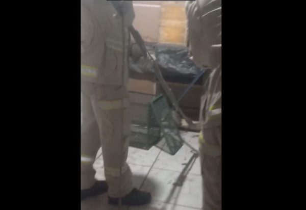 Morador encontra cobra dentro de armário no Paraná; veja o vídeo