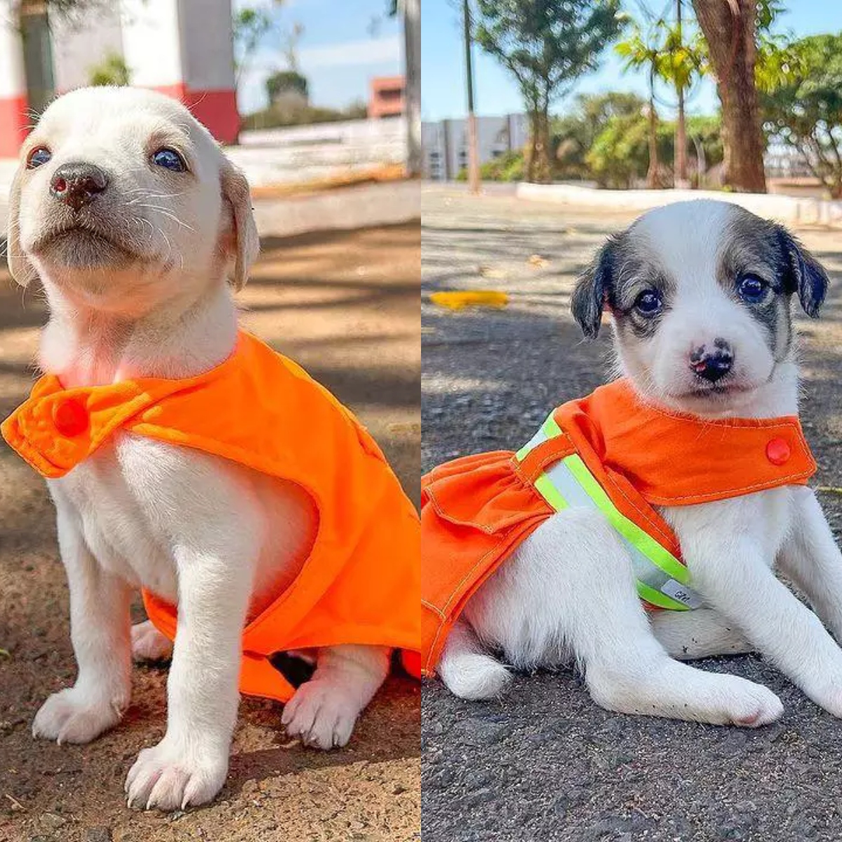  Filhotes resgatados no lixo são vestidos de garis para incentivar adoção; veja fotos 