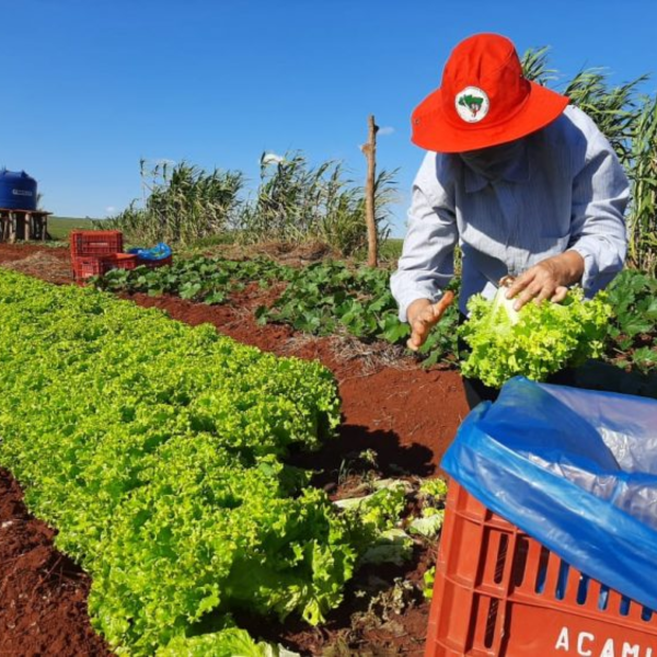 alimentos MST Faixa de Gaza