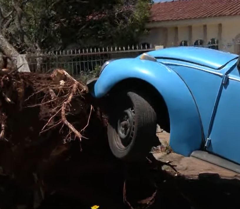  Fusca azul fica ‘pendurado’ por raiz de árvore arrancada pelo vento em Maringá 3 