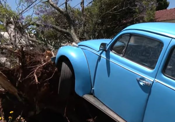 Fusca azul fica ‘pendurado’ por raiz de árvore arrancada pelo vento em Maringá 3