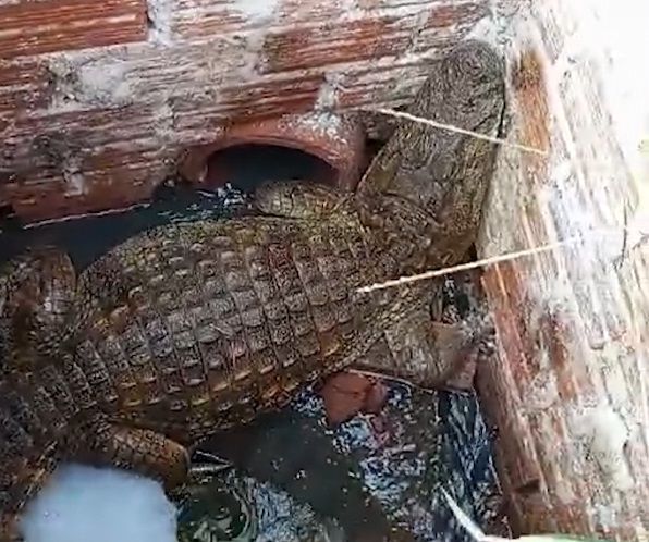 Morador encontra jacaré de 1,60 metro dentro de buraco no Paraná; vídeo