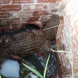 Morador encontra jacaré de 1,60 metro dentro de buraco no Paraná; vídeo