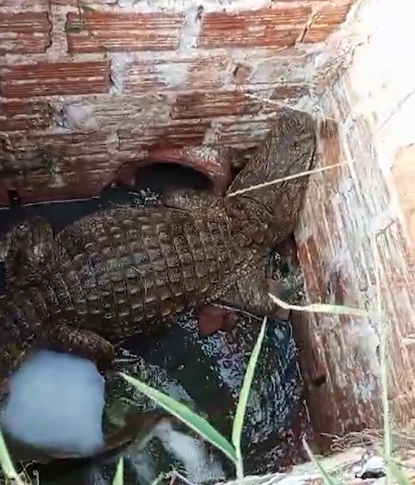  Morador encontra jacaré de 1,60 metro dentro de buraco no Paraná; vídeo 