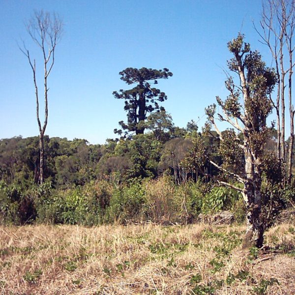 maior araucária do Paraná derrubada pelo vento