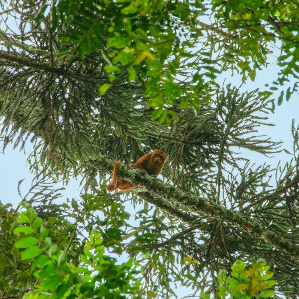 maior araucária do Paraná derrubada pelo vento