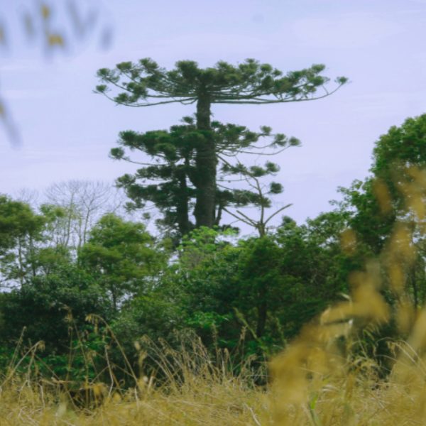 maior araucária do Paraná derrubada pelo vento