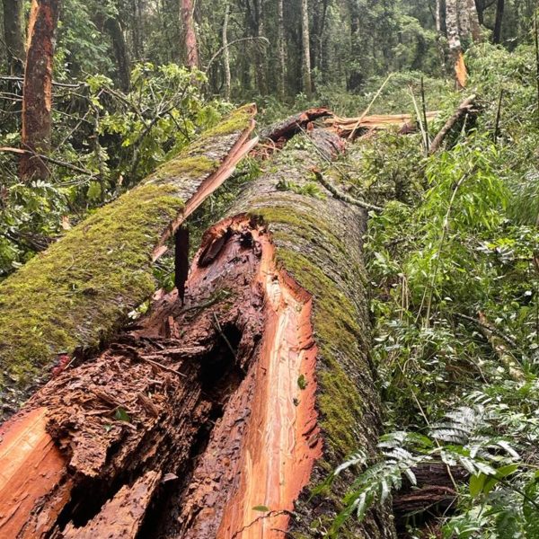 maior araucária do Paraná derrubada pelo vento