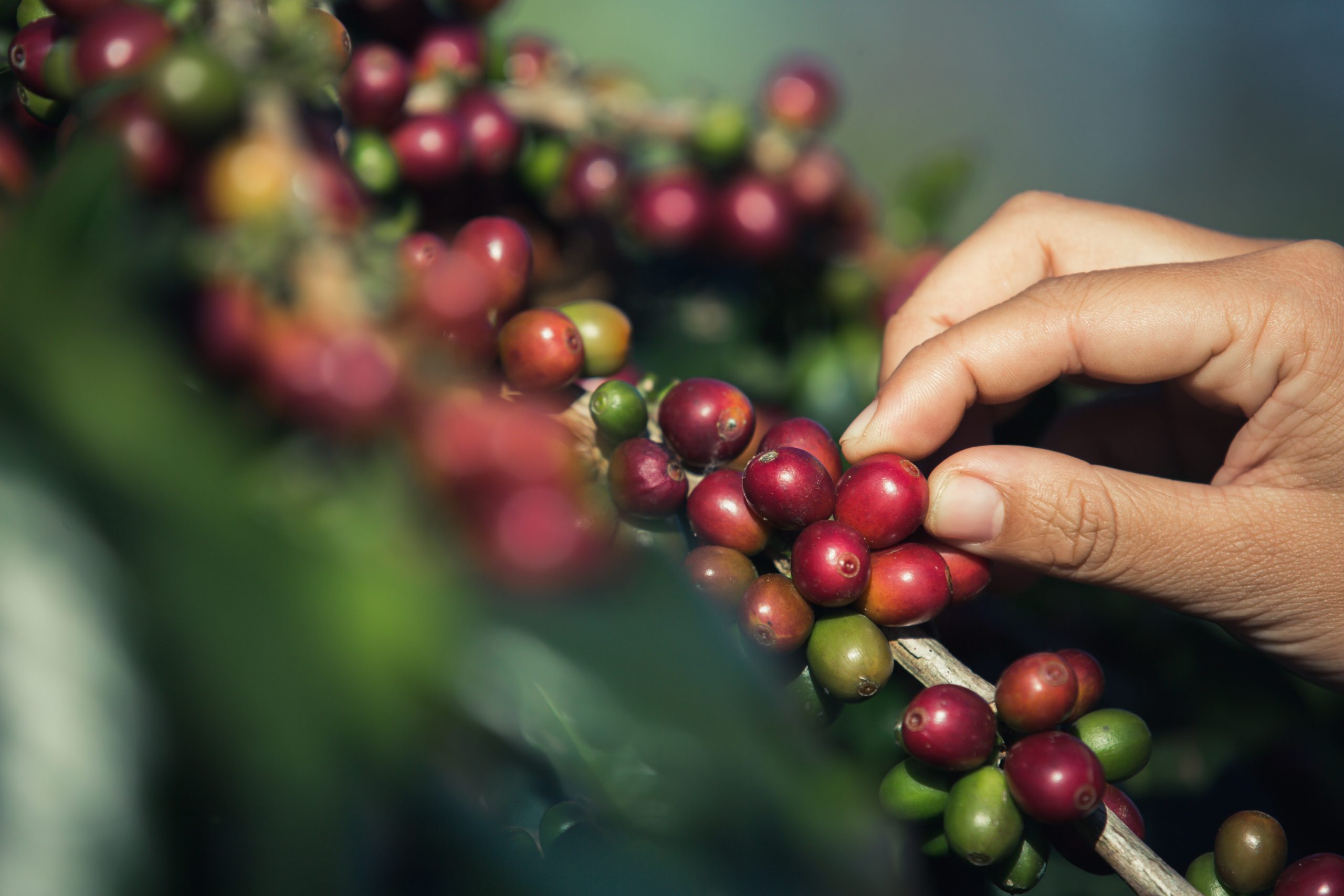  Produção de café da Colômbia aumenta 1,8% em setembro, diz federação 