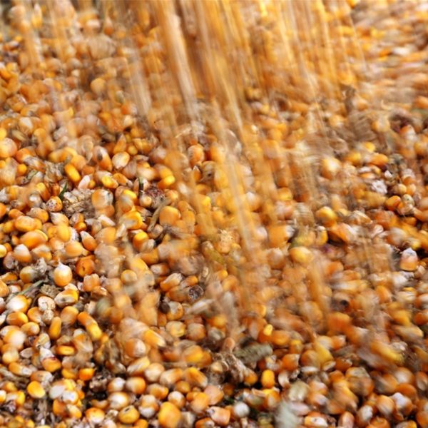 Safra milho cai em setembro